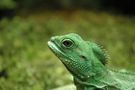 Amphibians and Reptiles