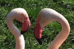 Auge in Auge (Flamingos im Zoo Neuwied)