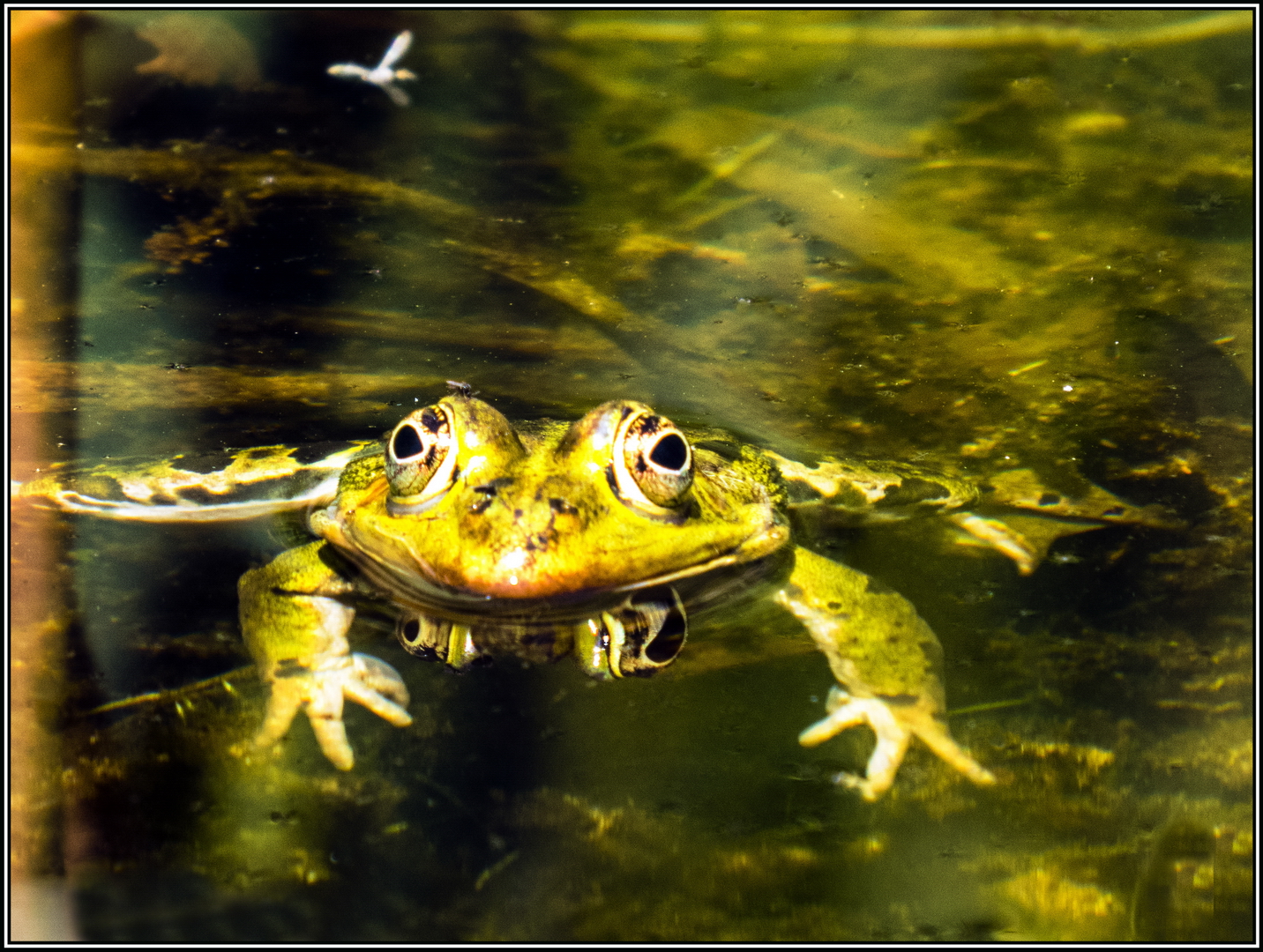 Auge in Auge I