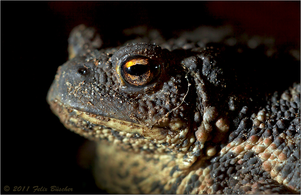 Auge in Auge mit "Bufo Bufo"