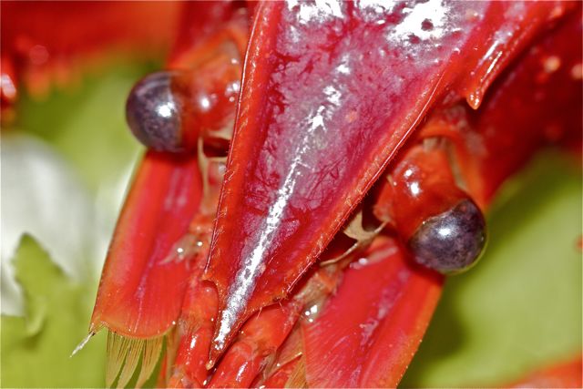 Auge in Auge mit dem Abendessen