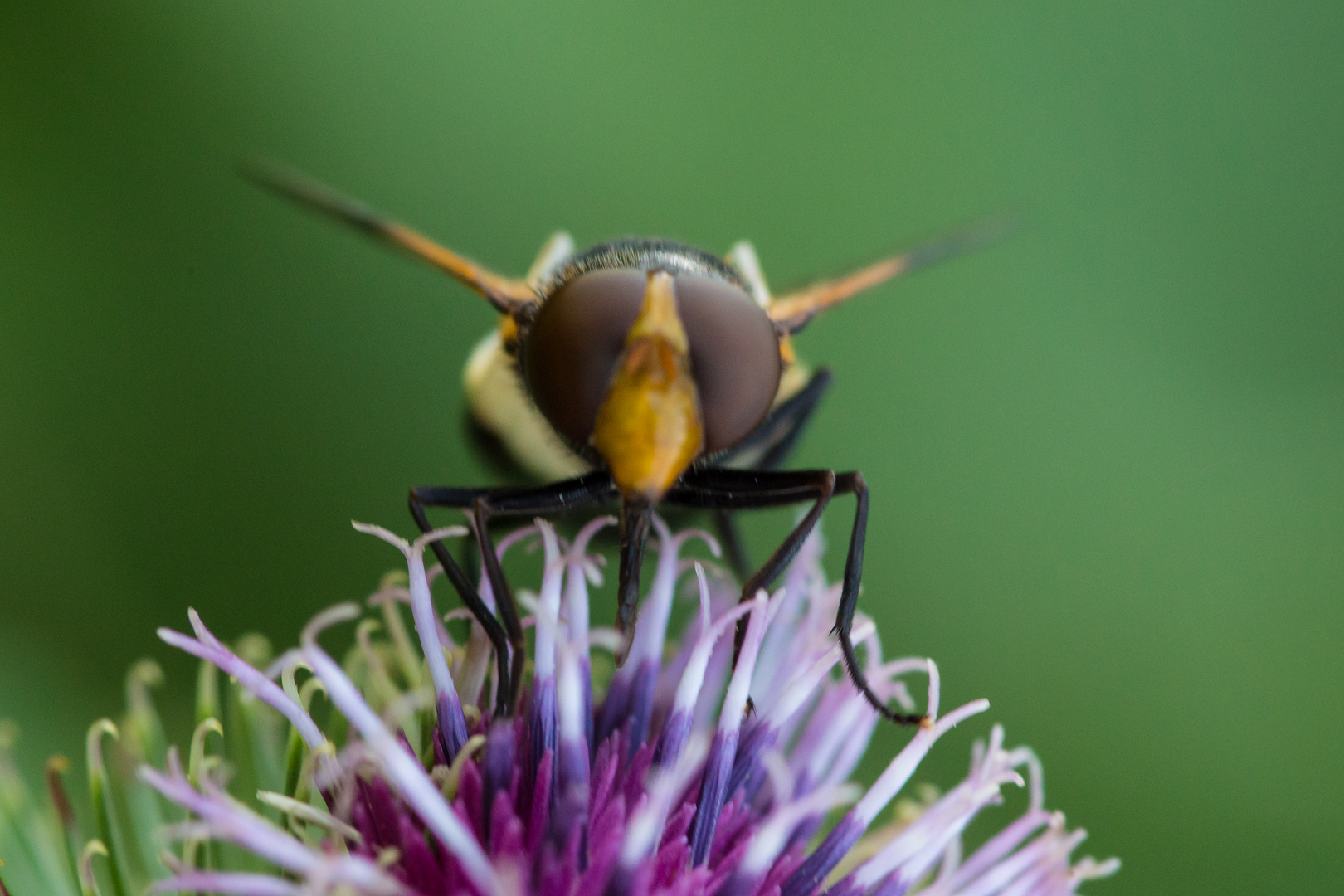 Auge in Auge mit dem Auge