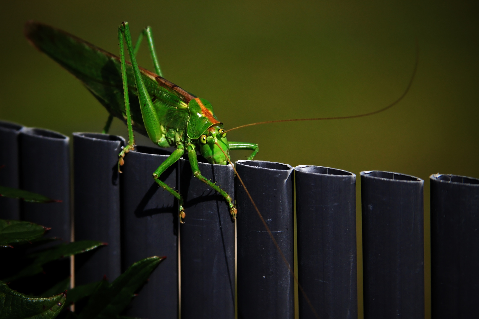 Auge in Auge mit dem Besucher am Gartenzaun