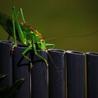 Auge in Auge mit dem Besucher am Gartenzaun