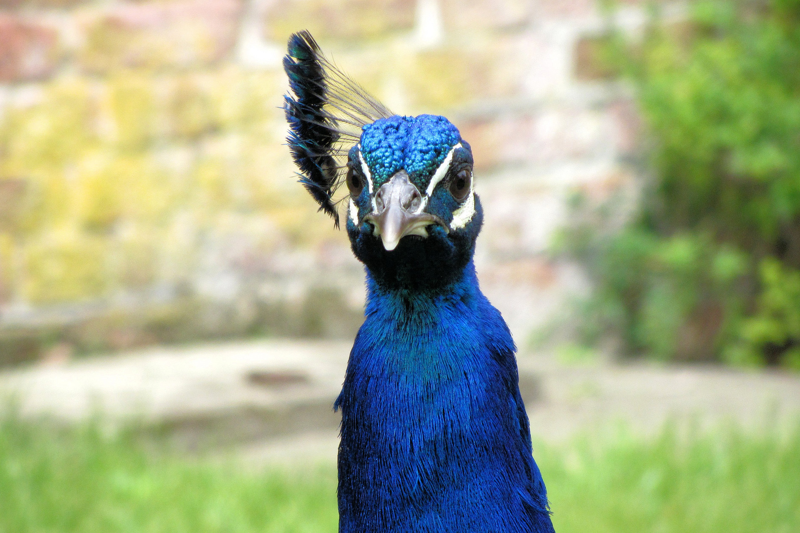 Auge in Auge mit dem Blauen