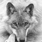 Auge in Auge mit dem "bösen" Wolf