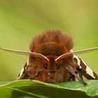 Auge in Auge mit dem Braunen Bär