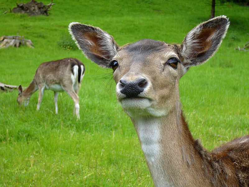 Auge in Auge mit dem Damhirsch