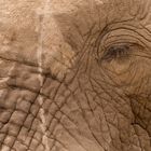 Auge in Auge mit dem Elefanten