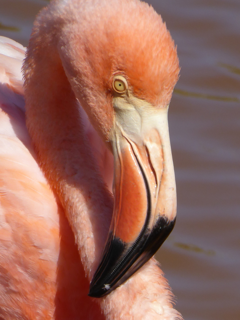 Auge in Auge mit dem Flamingo.