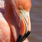 Auge in Auge mit dem Flamingo.