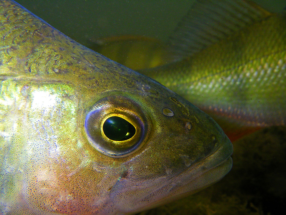 Auge in Auge mit dem Flußbarsch