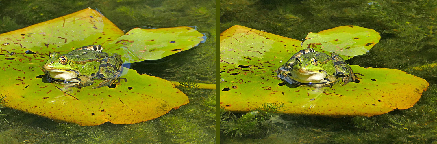 Auge in Auge mit dem Fotograf