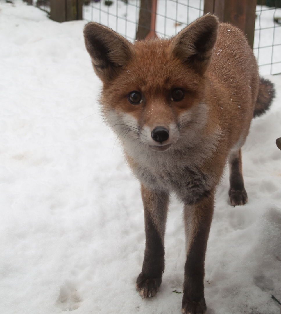 Auge in Auge mit dem Fuchs