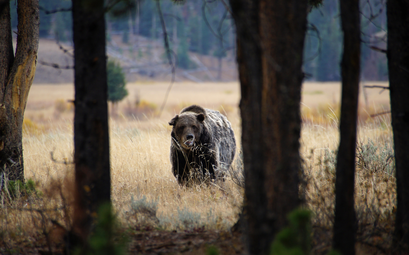 Auge in Auge mit dem Grizzly