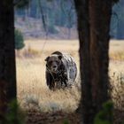 Auge in Auge mit dem Grizzly