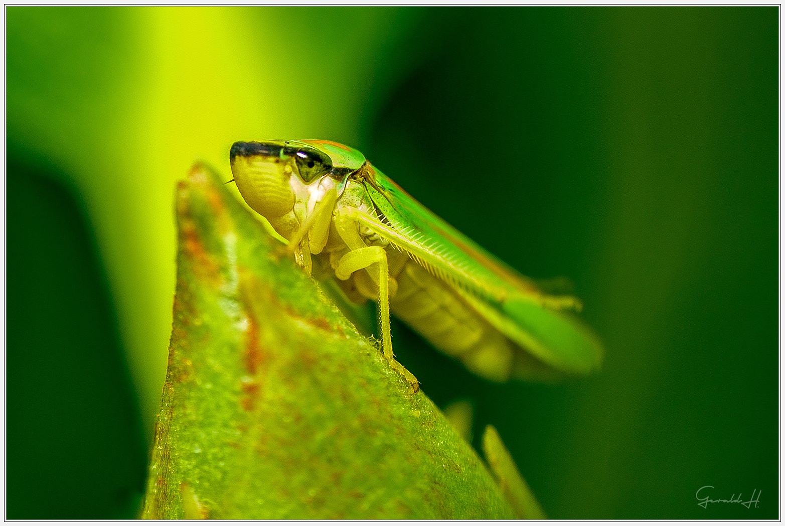 Auge in Auge mit dem grünen Monster