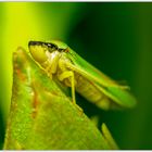 Auge in Auge mit dem grünen Monster