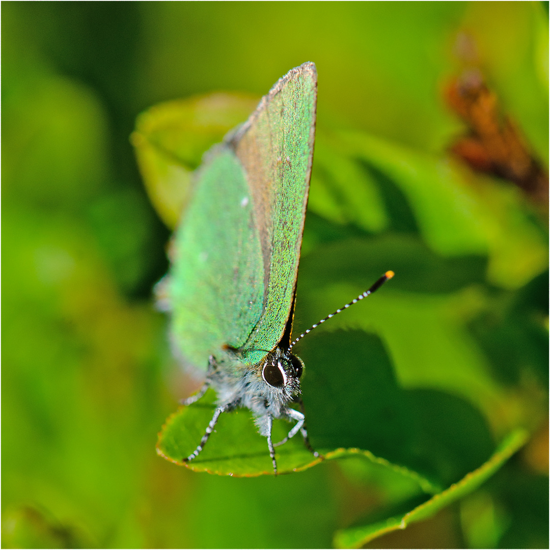 Auge in Auge mit dem Grünen Zipfelfalter (Callophrys rubi) . . .