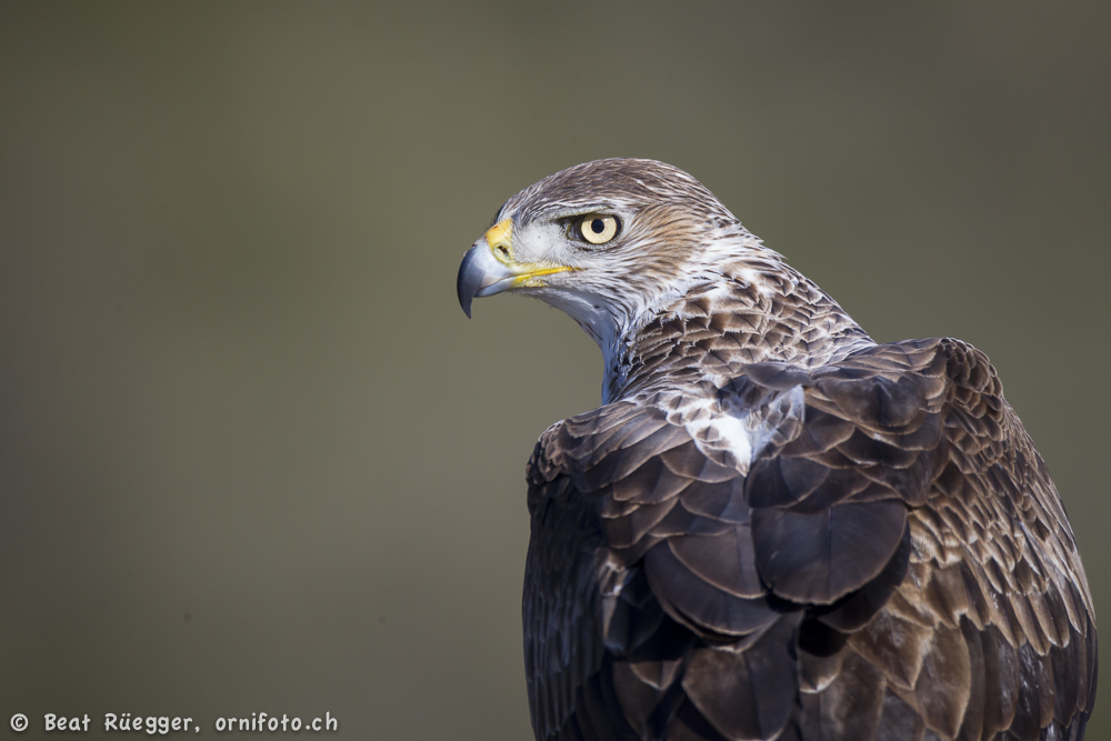 Auge in Auge mit dem Habichtsadler