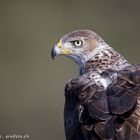 Auge in Auge mit dem Habichtsadler