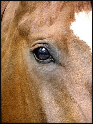 Auge in Auge mit dem Hengst