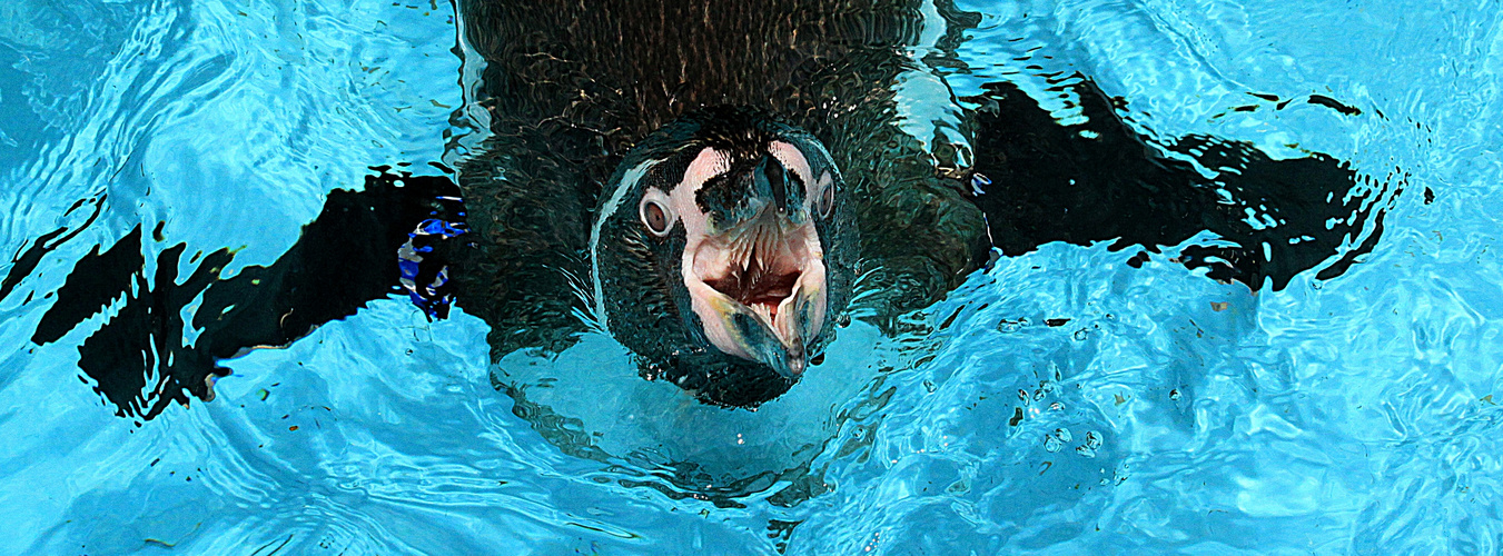 Auge in Auge mit dem Humboldt-Pinguin 