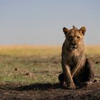 Auge in Auge mit dem jungen König