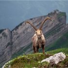 Auge in Auge mit dem König der Alpen