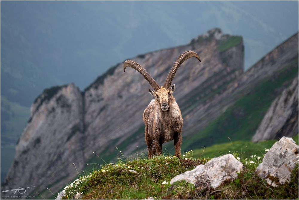 Auge in Auge mit dem König der Alpen