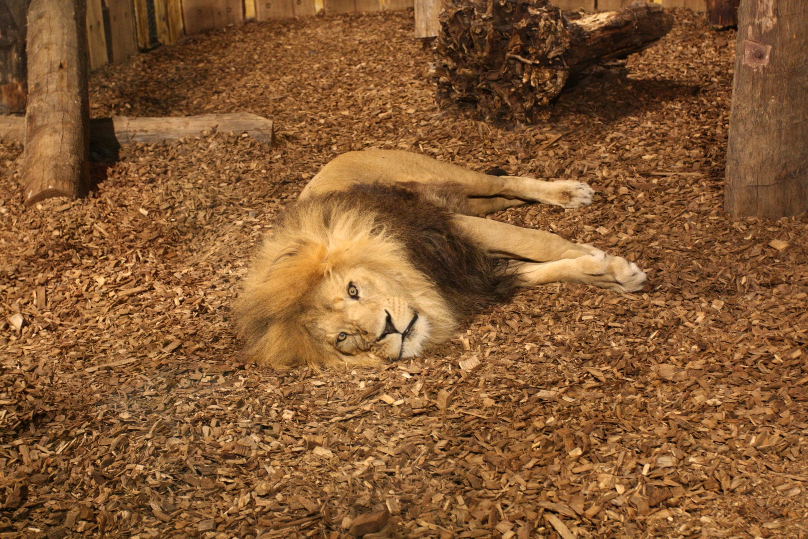 Auge in Auge mit dem König der Tiere