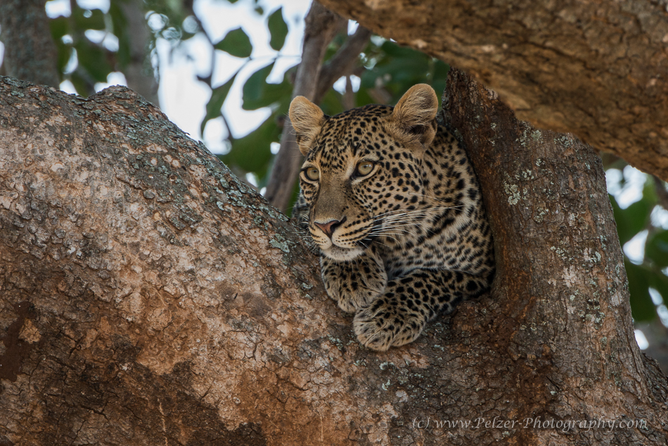 Auge in Auge mit dem Leopard ....