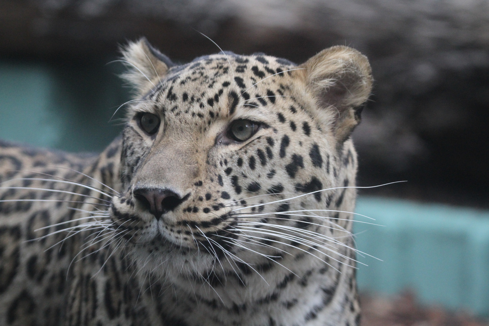 Auge in Auge mit dem Leoparden