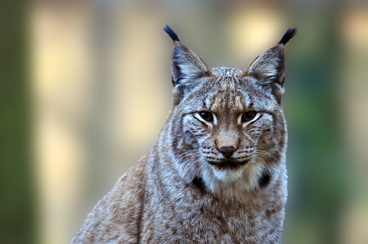 Auge in Auge mit dem Luchs