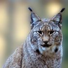 Auge in Auge mit dem Luchs