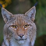 Auge in Auge mit dem Luchs