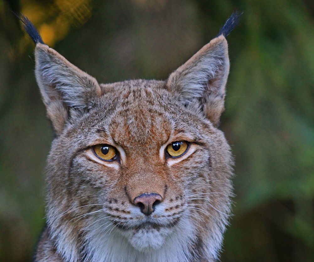 Auge in Auge mit dem Luchs