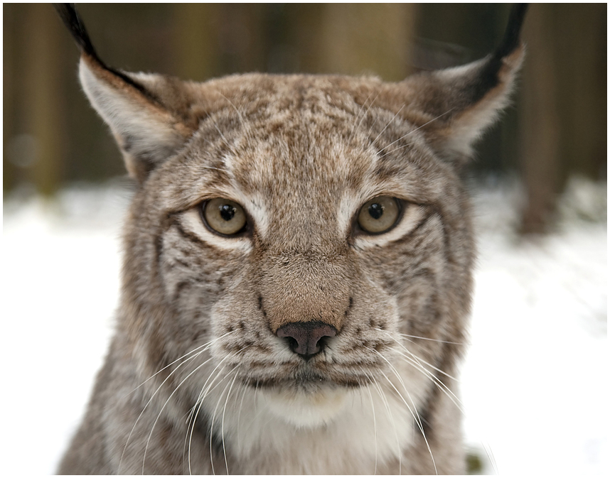 Auge in Auge mit dem Luchs