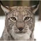 Auge in Auge mit dem Luchs