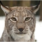 Auge in Auge mit dem Luchs