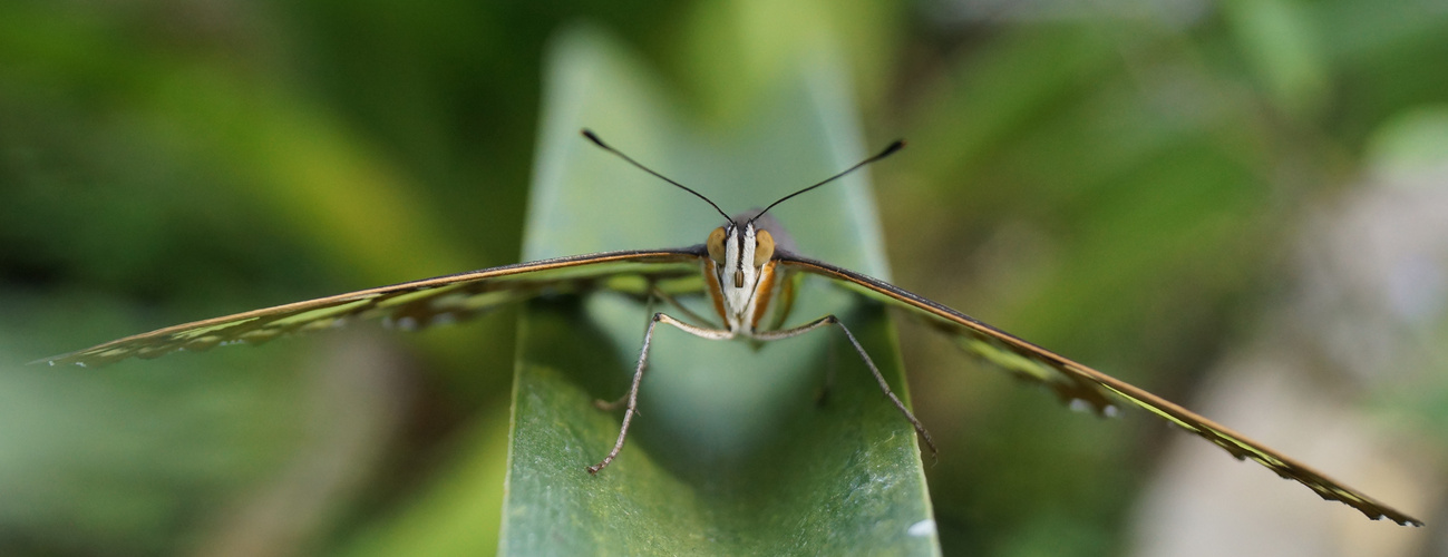 Auge in Auge mit dem Malachitfalter