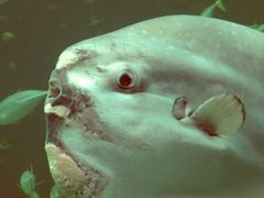 Auge in Auge mit dem Mondfisch im Nordsøn-Ozeanium in Hirtshals.