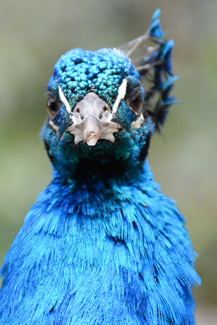 Auge in Auge mit dem Pfau