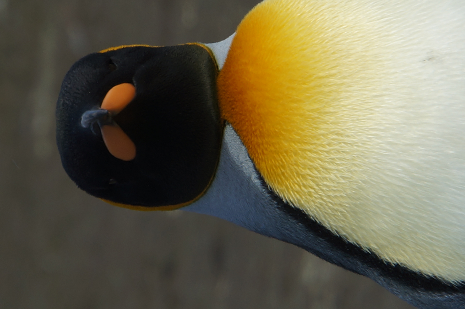 Auge in Auge mit dem Pinguin