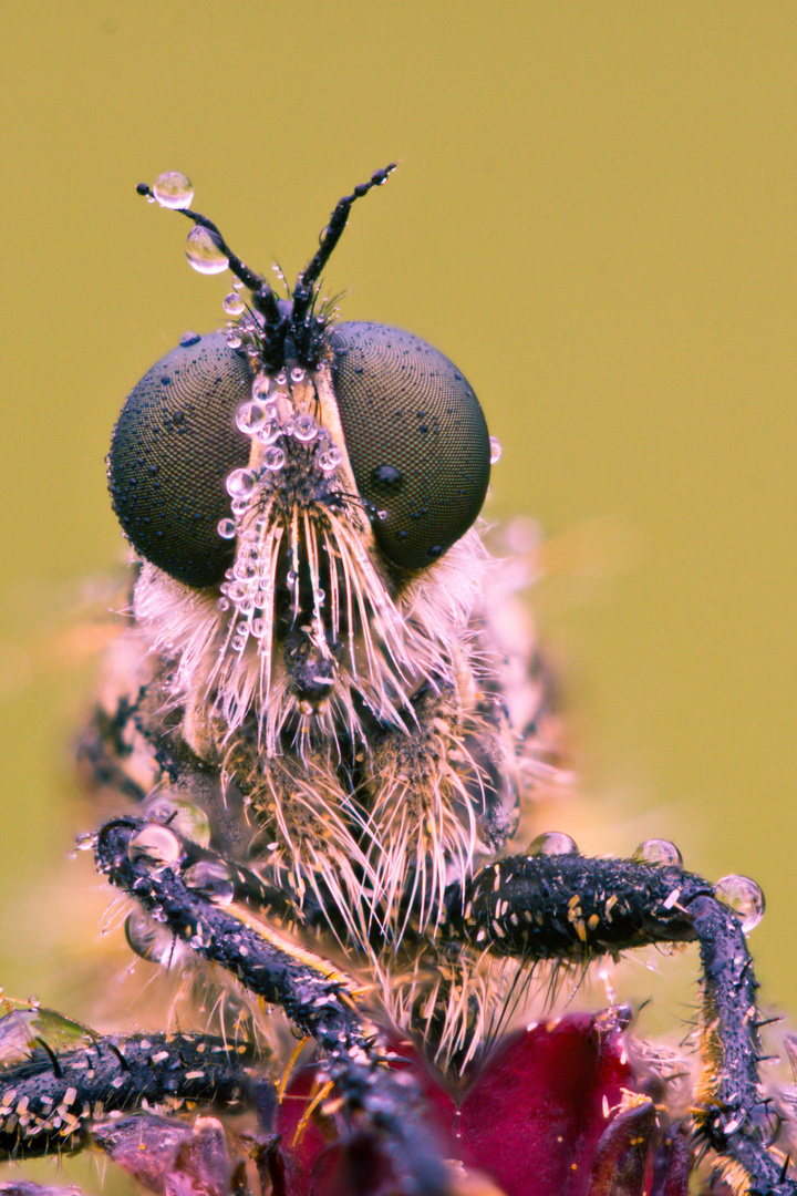 Auge in Auge mit dem Räuber