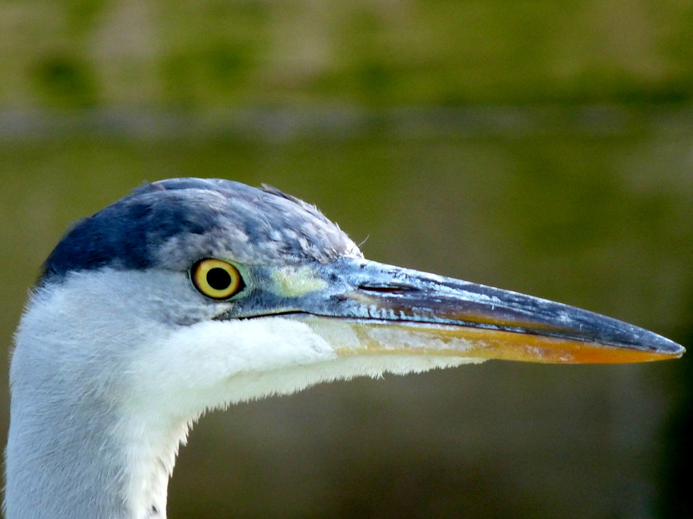 Auge in Auge mit dem Reiher