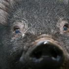 Auge in Auge mit dem Schwein