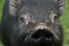 Auge in Auge mit dem Schwein