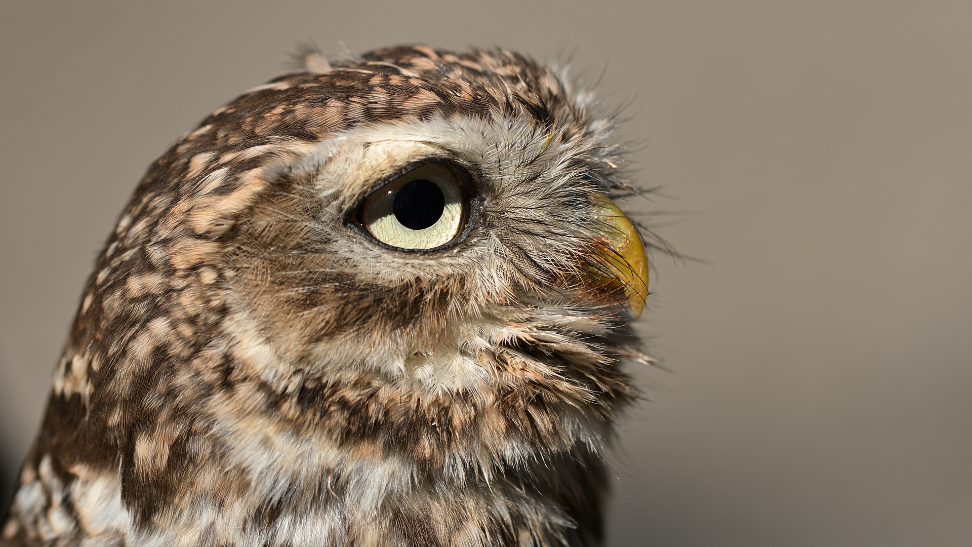 Auge in Auge mit dem Steinkautz