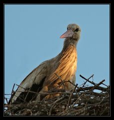 Auge in Auge mit dem Storch oder....